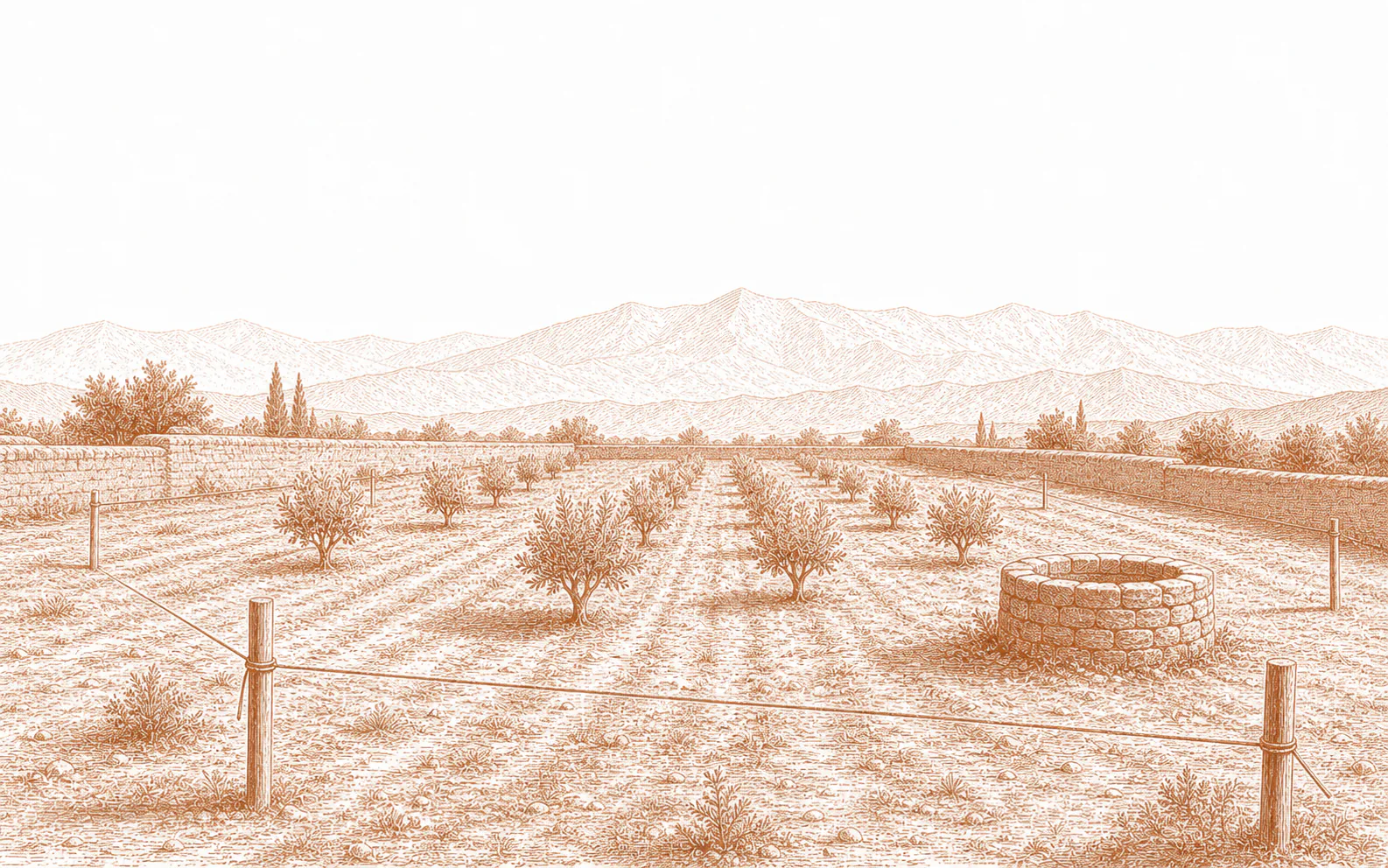 Engraving of a building plot lined with olive trees facing the Atlas foothills