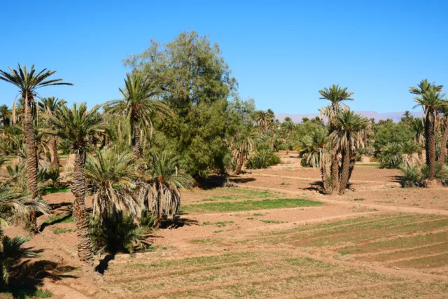 Land investment in Morocco: prime plots available in Marrakech for high returns and growth potential