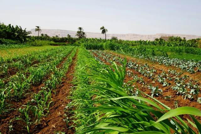 Agrotourism property Morocco farmland